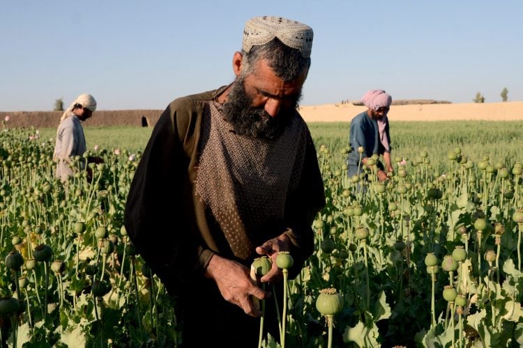 UN Report and Exaggerated Opium Reduction: Taliban Have Monopolized the Drug Trade