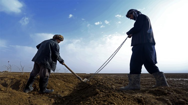 Afghan Farmers on field