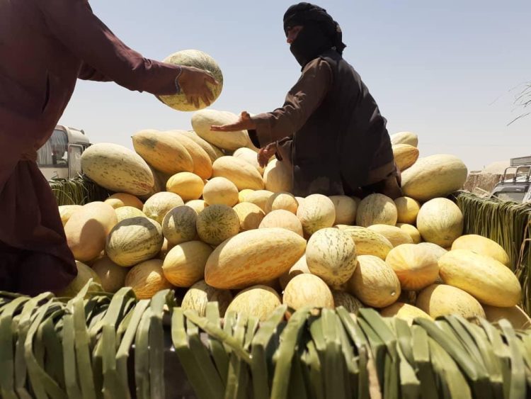 Nimruz Farmers Struggle as Melons Sell for Just Three Afghanis per Kilogram