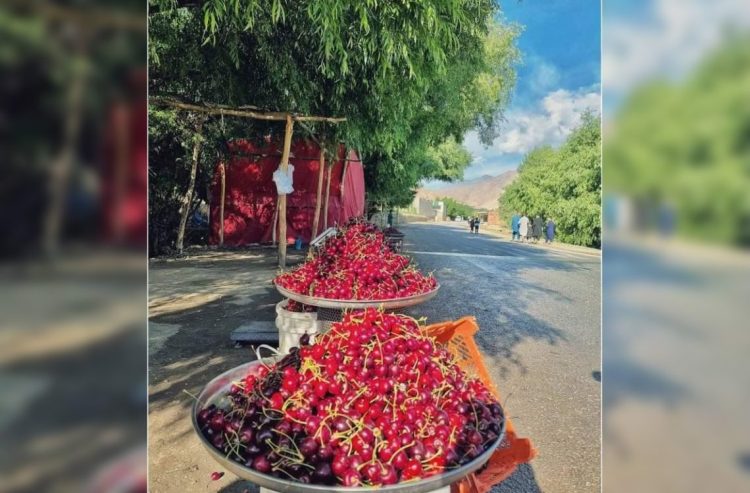 Increase in Cherry Yields in Maidan Wardak Province and Farmers’ Complaints About Lack of Market