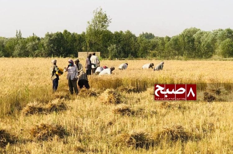 Taliban Extorts Takhar Farmers with Double ‘Ushr’ and Zakat Payments