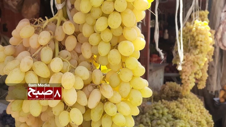Taliban Force Farmers’ Hand in Kunduz Province as Grape Market Crumbles