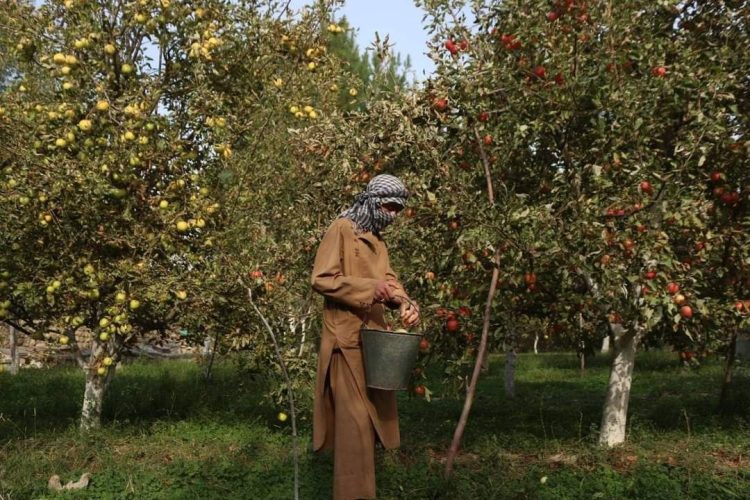 An Afghan farmer collects freshly harvested apples in a field, highlighting this year’s increased yield amid market challenges. (Photo Credit: Exclusive)