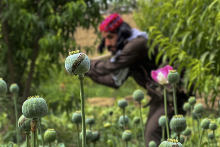 A worker tends to an opium field in Afghanistan, where cultivation has surged despite ongoing challenges. (Photo Credit: Atif Aryan / AFP)