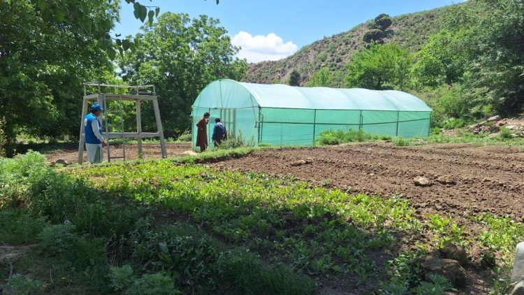Farmers in Afghanistan inspect a newly established climate-adapted greenhouse, part of an FAO initiative to enhance local agriculture. (Photo Credit: FAO Afghanistan/X)