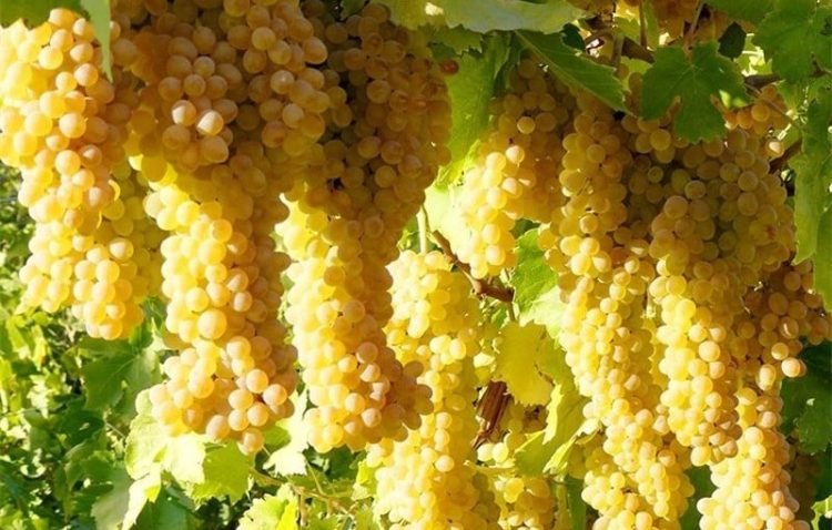 Lush clusters of ripe grapes hang from the vines, showcasing the abundant harvest in Herat. (Photo Credit: @press43278)