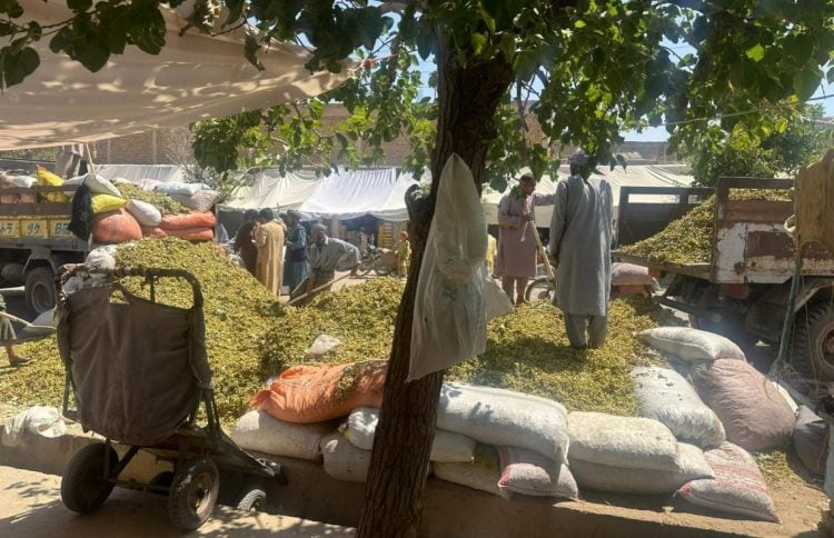 Exporters and workers handle large piles of pistachios at a bustling market in Afghanistan, highlighting the ongoing trade amid concerns over premature harvesting. (Photo Credit: Exclusive)