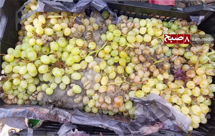 Spoiled grapes delayed at Torkham crossing highlight export challenges. (Photo Credit: 8am.media)