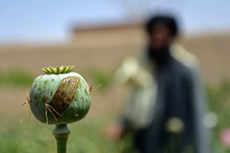 A poppy seed pod stands in an Afghan field, representing the ongoing opium cultivation challenges despite efforts to combat drug production and rising addiction rates across Afghanistan. (Photo Credit: AFP)