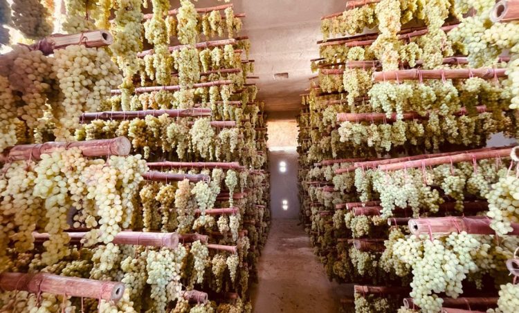 Bunches of white and golden raisins hang from wooden racks inside a storage facility in Afghanistan, one of 525 units established by FAO to reduce post-harvest losses and support farmers' incomes. (Photo Credit: @FAOAfghanistan)
