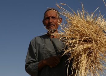 A farmer in Afghanistan holds harvested wheat. The UN Food and Agriculture Organization distributed 78,400 wheat seed packages to farmers across the country during the current winter to combat rising hunger and malnutrition. (Photo Credit: WFP)