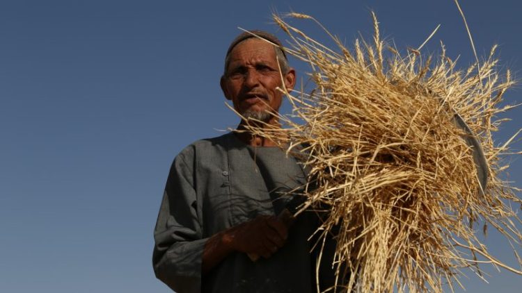 A farmer in Afghanistan holds harvested wheat. The UN Food and Agriculture Organization distributed 78,400 wheat seed packages to farmers across the country during the current winter to combat rising hunger and malnutrition. (Photo Credit: WFP)