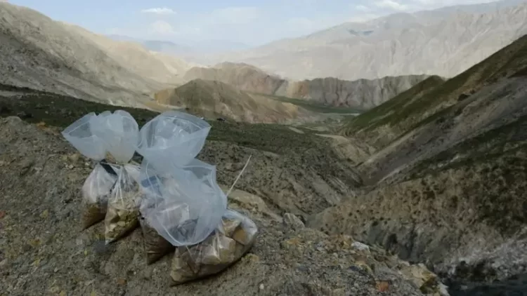 Plastic bags filled with ore samples rest on rocky terrain in Afghanistan's mountainous Badakhshan province, where unregulated gold mining operations have caused severe environmental damage and contaminated local water sources while generating revenue for the Taliban. (Photo Credit: Getty Images)
