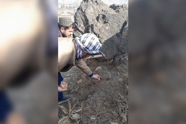 Environmental activist Habibullah Najafizada planting trees in Afghanistan before being detained twice by the Taliban's intelligence department. (Photo Credit: Social Media)