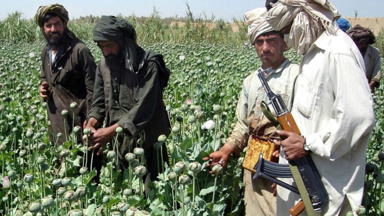 Armed men in a poppy field in Afghanistan oversee cultivation that once funded Taliban operations before the 2022 ban shifted the drug economy toward methamphetamine production. (Photo Credit: AP)