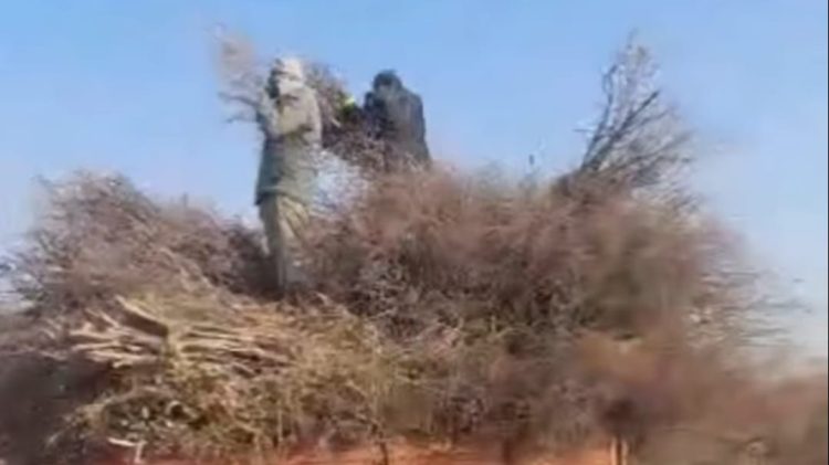 Taliban-backed land seizure and deforestation operations along the Amu River in Takhar province, where hundreds of hectares of forests are being cleared. (Photo Credit: Social Media)