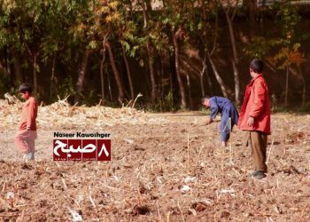 Afghan children working in a field near explosive remnants of war in Afghanistan. (Photo Credit: Naseer Kawoshger)
