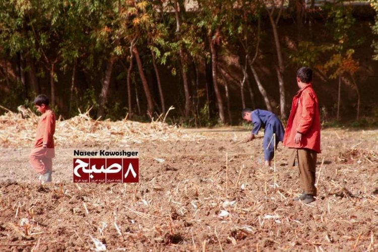 Afghan children working in a field near explosive remnants of war in Afghanistan. (Photo Credit: Naseer Kawoshger)
