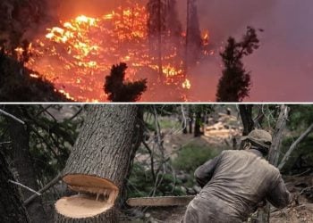 Forest fire and illegal tree cutting in Nuristan highlight rising deforestation crisis. (Photo Credit: Kern Hendricks)
