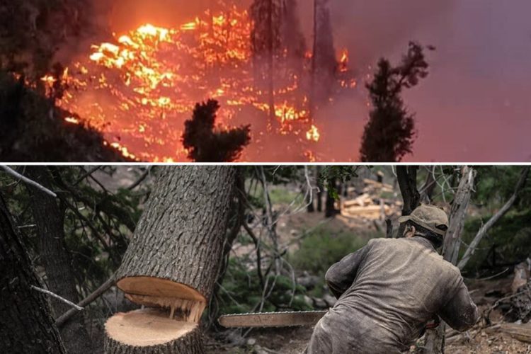 Forest fire and illegal tree cutting in Nuristan highlight rising deforestation crisis. (Photo Credit: Kern Hendricks)