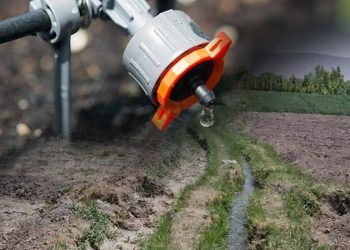 A drip irrigation emitter releases water drop by drop alongside a traditional flood-irrigated field, illustrating the contrast between modern and conventional farming methods in Afghanistan. (Photo credit: Mahkesht)