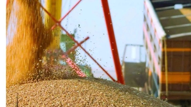 Golden grain pours from machinery into a truck as Kazakhstan ramps up exports to Afghanistan. (Photo credit: The Kazakh Ministry of Agriculture)