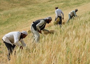 Farmers harvest wheat by hand on a hillside field in Afghanistan, as a new global survey finds most reported a sharp drop in income this year. (Photo credit: AFP)