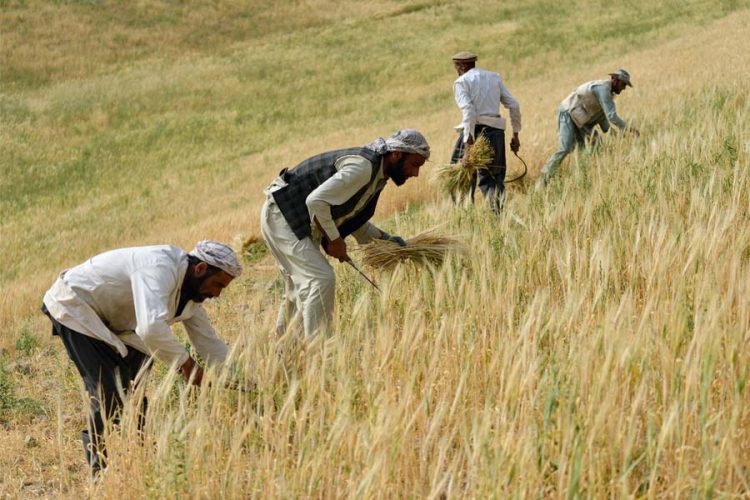 Farmers harvest wheat by hand on a hillside field in Afghanistan, as a new global survey finds most reported a sharp drop in income this year. (Photo credit: AFP)