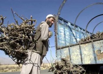 A man carries a bundle of cut branches to a truck in Afghanistan amid growing concerns over deforestation and its environmental toll. (Photo credit: Getty Images)