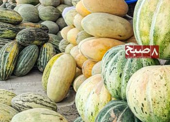 Piles of freshly harvested melons sit stacked in a market in Samangan province as farmers struggle with falling prices and weak demand. (Photo credit: 8am.media)