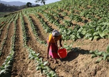 A Woman Harvests Tobacco Leaves in an African Field (Photo: Getty Images)