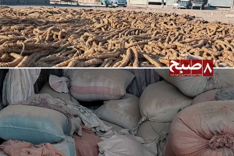 Coils of dried fruit lie spread out to dry as sacks of unsold produce pile up in a Kandahar warehouse amid the closure of Pakistan trade routes. (Photo credit: 8am.media)