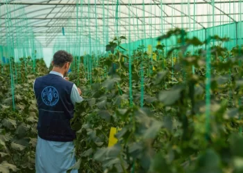 A man wearing an FAO vest inspects crops inside a greenhouse (Photo: FAO)