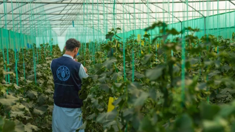 A man wearing an FAO vest inspects crops inside a greenhouse (Photo: FAO)