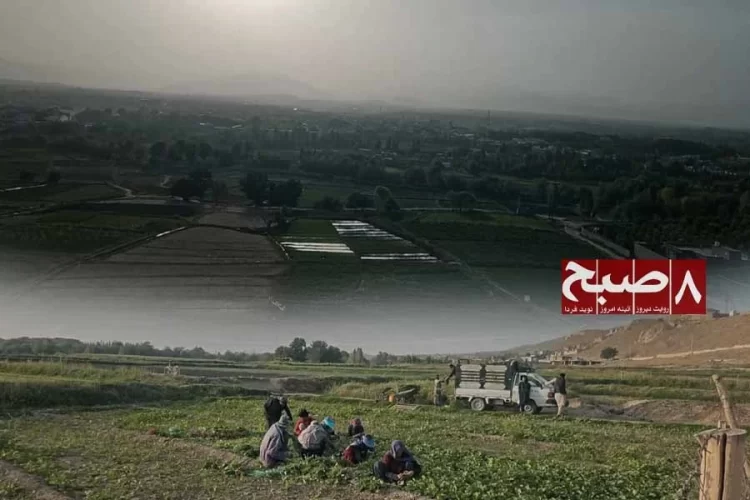 Farmers harvest crops beside irrigated fields as traditional watering methods continue to drain Afghanistan's dwindling water resources. (Photo credit: 8am.media)