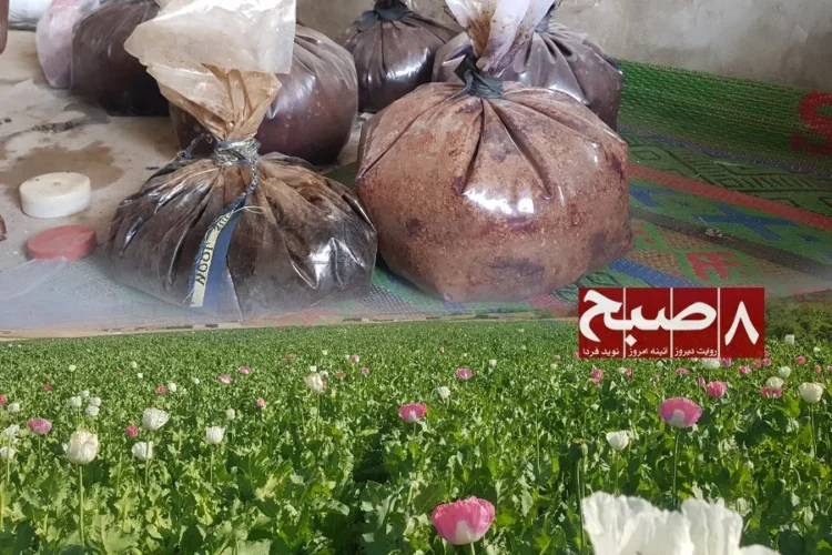 Bags of raw opium resin are shown above a blooming poppy field amid reports of a booming opium trade in Helmand. (Photo credit: 8am.media)