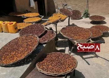 Baskets of prunes are laid out to dry in a courtyard in Qala-e-Naw village, Ghazni province, where women process the fruit for income. (Photo credit: 8am.media)