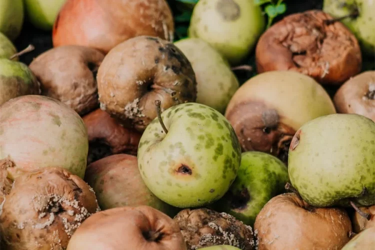 Rotting apples pile up as the absence of standard cold storage facilities in Afghanistan causes fresh produce to spoil before it can reach domestic or export markets. (Photo credit: Pexels)