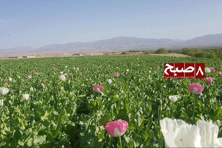 Pink and white poppy flowers bloom in a wide field with mountains in the background in Sarban Kala area of Sangin district, Helmand. (Photo credit: 8am.media)