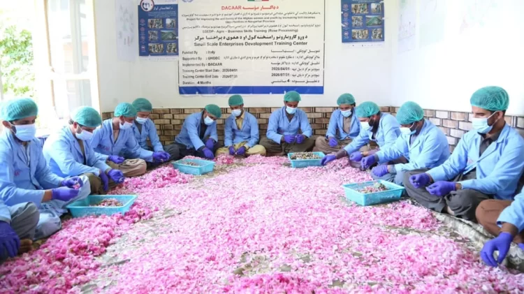 Workers sort and process saffron during a training program supporting small-scale saffron production in Afghanistan (Photo: @UNODC_COAFG)