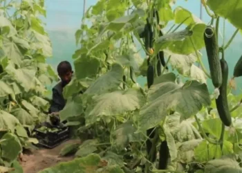 A child harvests cucumbers inside a greenhouse in Afghanistan. (Photo: @UNDPaf)