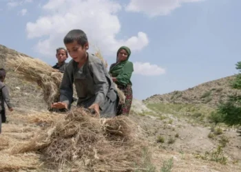 Children collect straws amid insecurity, poverty and restrictions affecting children in Afghanistan. (Photo credit: UNICEF)