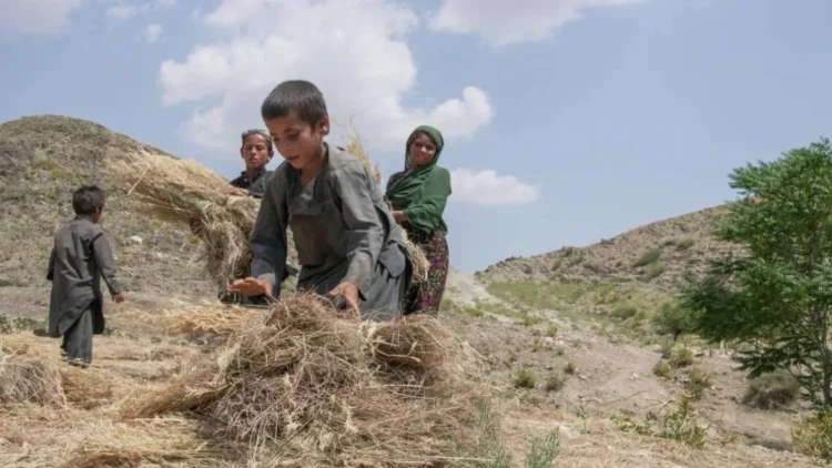 Children collect straws amid insecurity, poverty and restrictions affecting children in Afghanistan. (Photo credit: UNICEF)