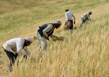 Afghan farmers harvest wheat by hand in a golden field during the harvest season (Photo: AFP)