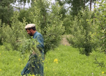 An Afghan farmer working in his fields (Photo: FAO)