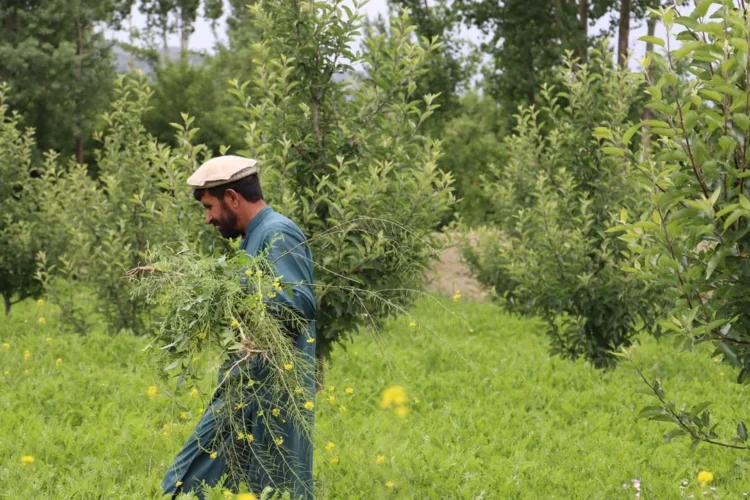 An Afghan farmer working in his fields (Photo: FAO)
