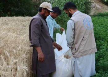 Farmers and an aid worker gather harvested wheat in a field as part of agricultural support efforts in Afghanistan (Photo: FAO)