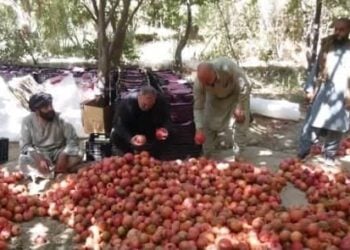 Traders sort and sell pomegranates in Kandahar as Russian and Indian buyers seek to purchase agricultural products following the closure of trade routes between Afghanistan and Pakistan. (Photo credit: Exclusive)