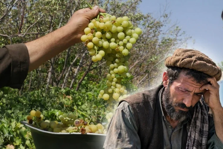 A farmer holds his head in distress beside a bunch of freshly harvested grapes as grape prices fall in Kabul’s Koh Daman. (Photo credit: AFP + AI)