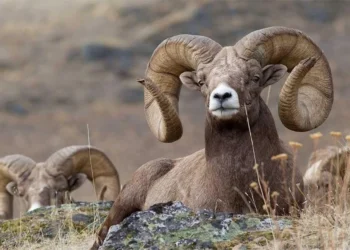 A wild ram with large curved horns rests on a rocky hillside as experts warn of growing threats to wildlife in Afghanistan. (Photo credit: Social Media)
